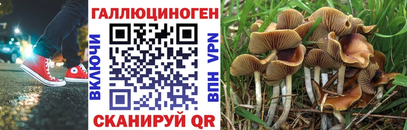 кракен   Медынь  Галлюциногенные грибы Psilocybe 